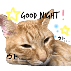 [LINEスタンプ] いろいろ猫ちゃん2
