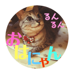 [LINEスタンプ] わたしエリマキです