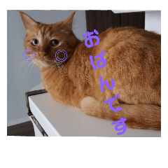 [LINEスタンプ] まはにゃんず