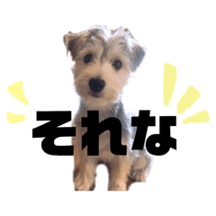 [LINEスタンプ] はぴさん