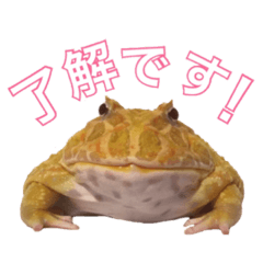 [LINEスタンプ] みんなのカエルスタンプ