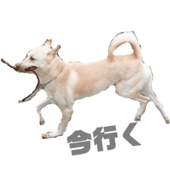 [LINEスタンプ] 犬と猫との幸せな人生