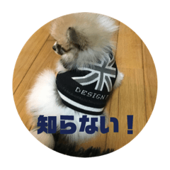 [LINEスタンプ] チワワ＆ポメラニアンのスタンプ2です