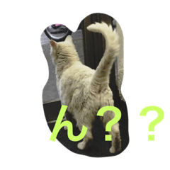 [LINEスタンプ] かんちゃ