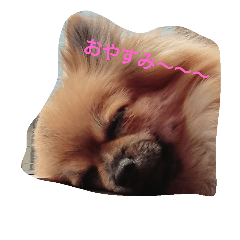 [LINEスタンプ] 可愛い愛犬♪