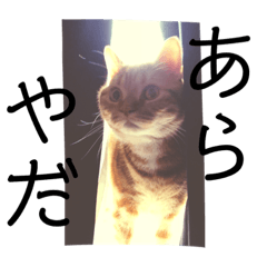 [LINEスタンプ] さかいさんちのジョジョ