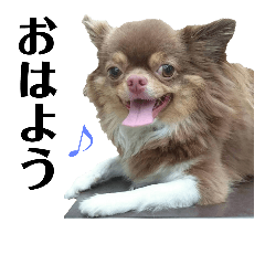 [LINEスタンプ] 犬☆スタンプ・チワワ・ハスキー・フラット