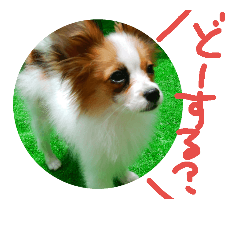 [LINEスタンプ] ちこちこスタンプ