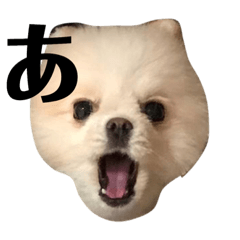 [LINEスタンプ] 何個作んねん！あおいちゃん！！