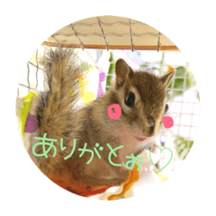 [LINEスタンプ] しまさん♡