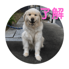 [LINEスタンプ] 犬のロンちゃん