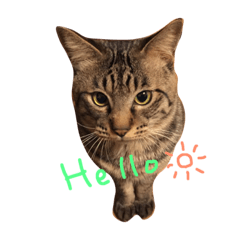 [LINEスタンプ] チビ にゃんこ