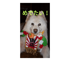 [LINEスタンプ] サモエド スタンプ
