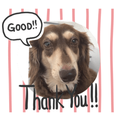 [LINEスタンプ] うちのココ   By 豊