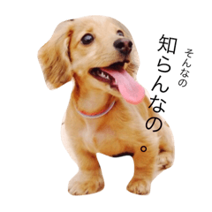 [LINEスタンプ] ダックス写真stamp