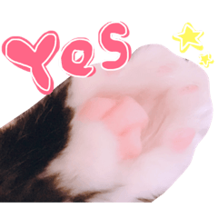 [LINEスタンプ] 愛猫ゆずちゃん2