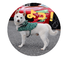 [LINEスタンプ] 白犬クーの日常