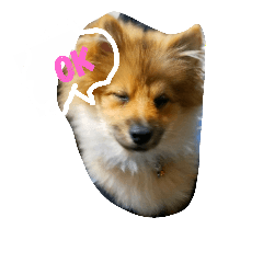 [LINEスタンプ] 毎日使えるわんこスタンプ