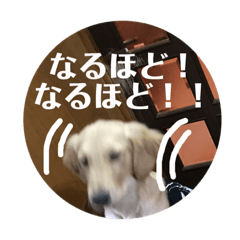 [LINEスタンプ] ブレるおこめ