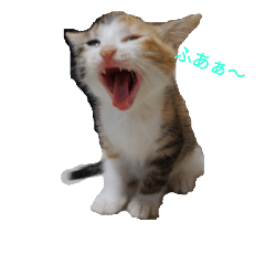 [LINEスタンプ] 子猫のるなと凜