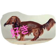 [LINEスタンプ] ロワの日常