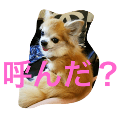 [LINEスタンプ] チワワんだワン