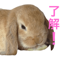 [LINEスタンプ] うさぎのアッサム