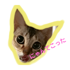 [LINEスタンプ] ピグとフク