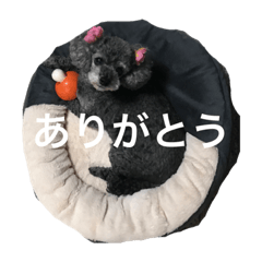 [LINEスタンプ] トイプーのくぅちゃん