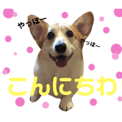[LINEスタンプ] コーギーめるさんの一言