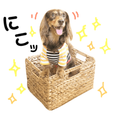 [LINEスタンプ] 看板犬のアンジュさん2
