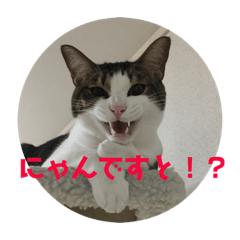 [LINEスタンプ] ねこのデニーロ