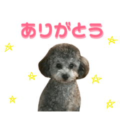 [LINEスタンプ] トイプードルのクレアちゃん！！