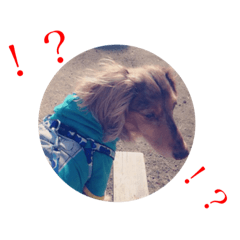 [LINEスタンプ] 愛犬スタンプ母用