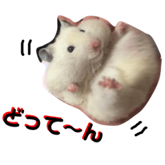 [LINEスタンプ] ハムスターのわかこちゃん