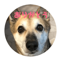 [LINEスタンプ] 我が家のワンコ    ナッツのスタンプ