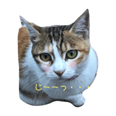 [LINEスタンプ] 猫スタンプニャンニャン