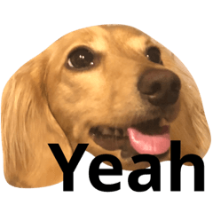 [LINEスタンプ] 可愛い犬 コレクション