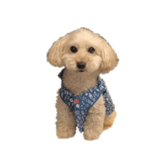 [LINEスタンプ] 犬ーモコ
