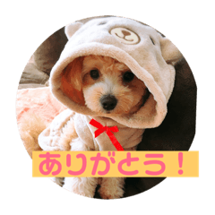 [LINEスタンプ] ポメプー サスケの日常