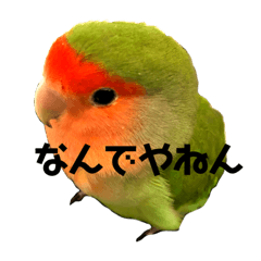 [LINEスタンプ] インコのセセリくん1