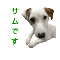 [LINEスタンプ] ジャックラッセルテリアのサムくん
