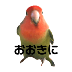 [LINEスタンプ] インコのセセリくん2