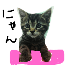 [LINEスタンプ] ねこのせんせい