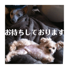 [LINEスタンプ] わんころり