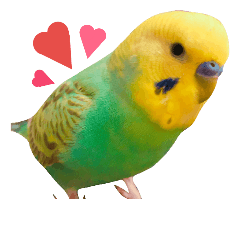 [LINEスタンプ] セキセイインコパルの1日Vol.2