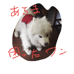 [LINEスタンプ] サモエドわんこのおしゃべり