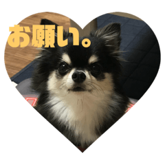 [LINEスタンプ] チワワ ラブラブ編。