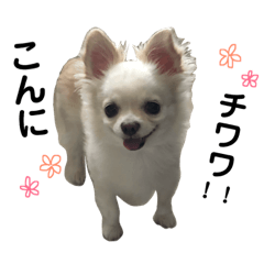[LINEスタンプ] チワワのルイさん