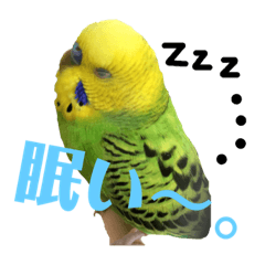 [LINEスタンプ] インコのピーポちゃん